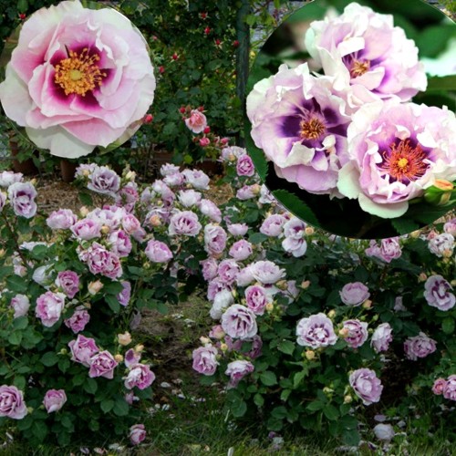 Rosa 'Eyes for You' - Roos 'Eyes for You' C3/3L